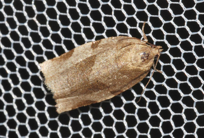 Choristoneura hebenstreitella
